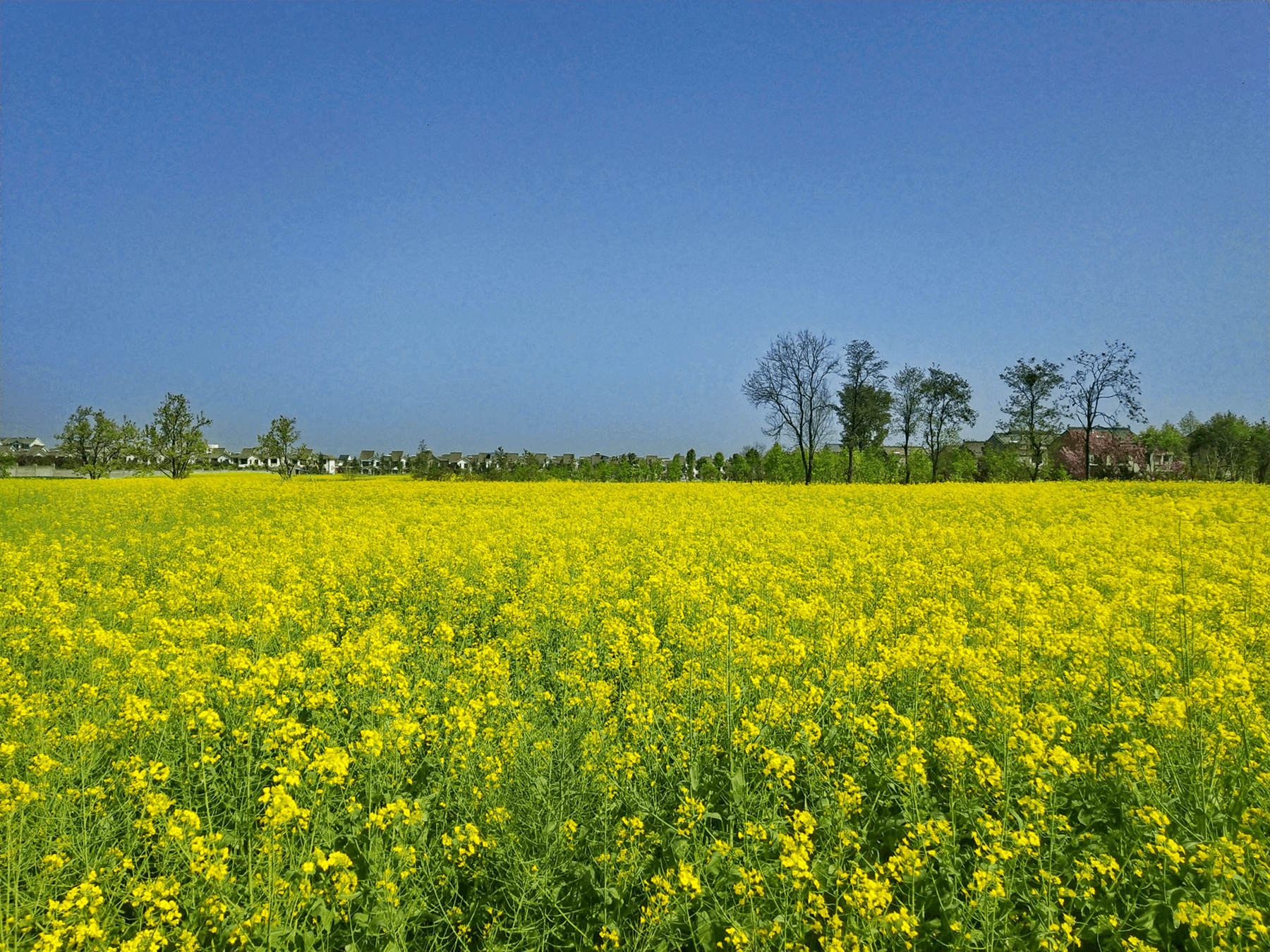 油菜花田